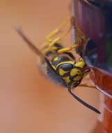 Image of Common wasp