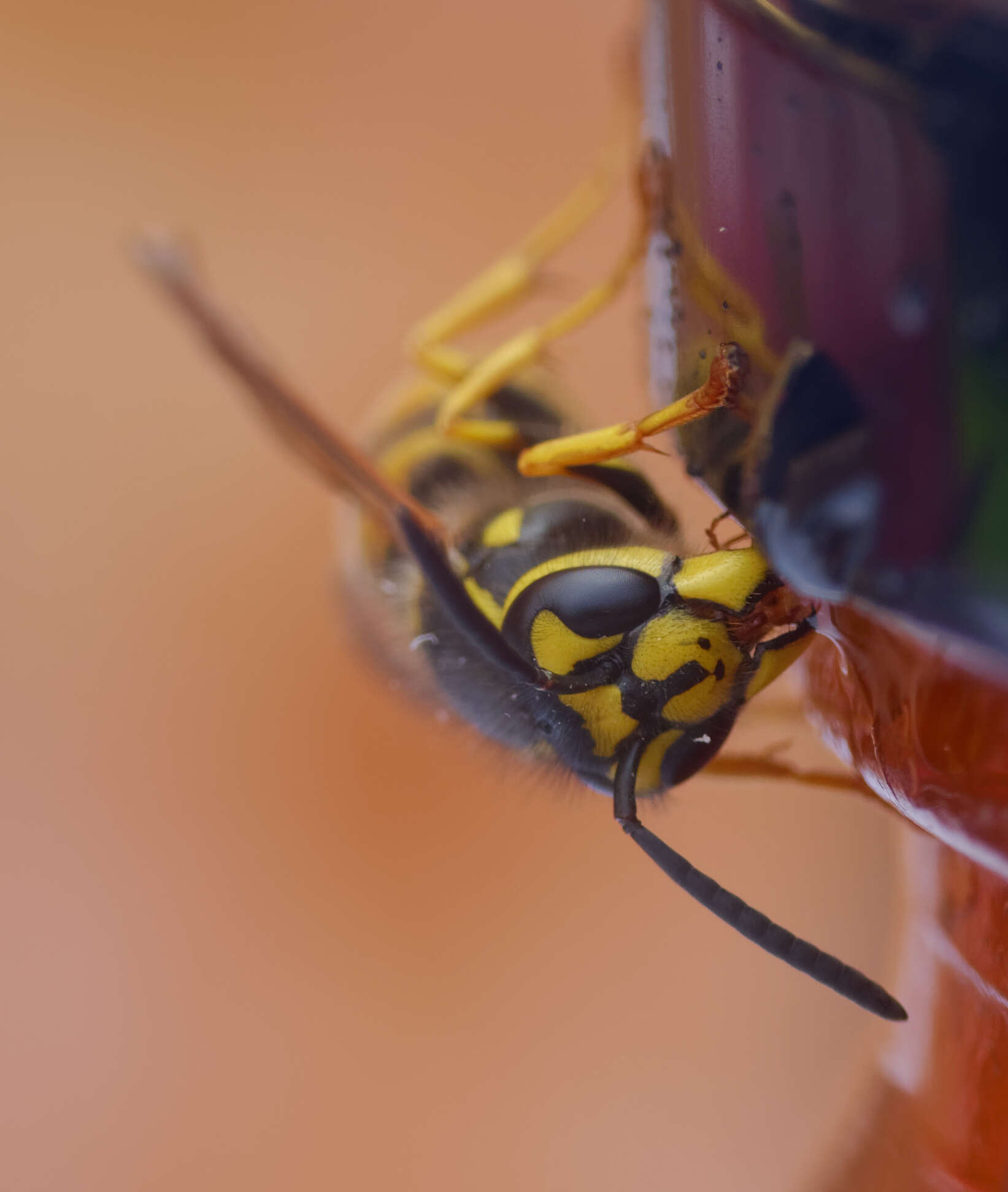 Image of Common wasp