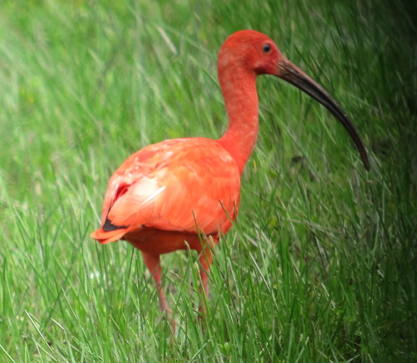 Image of Scarlet Ibis