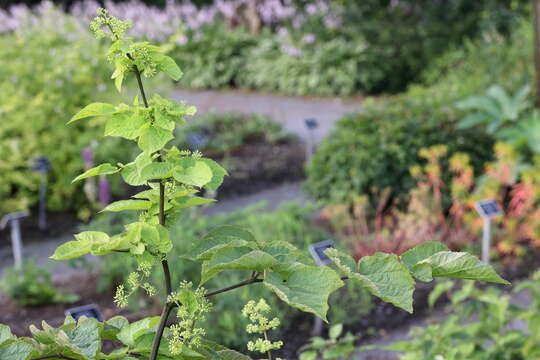 Image of American spikenard