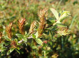 Image of Salix alpina Scop.