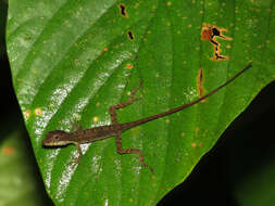 Image of Anolis apletophallus Köhler & Sunyer 2008