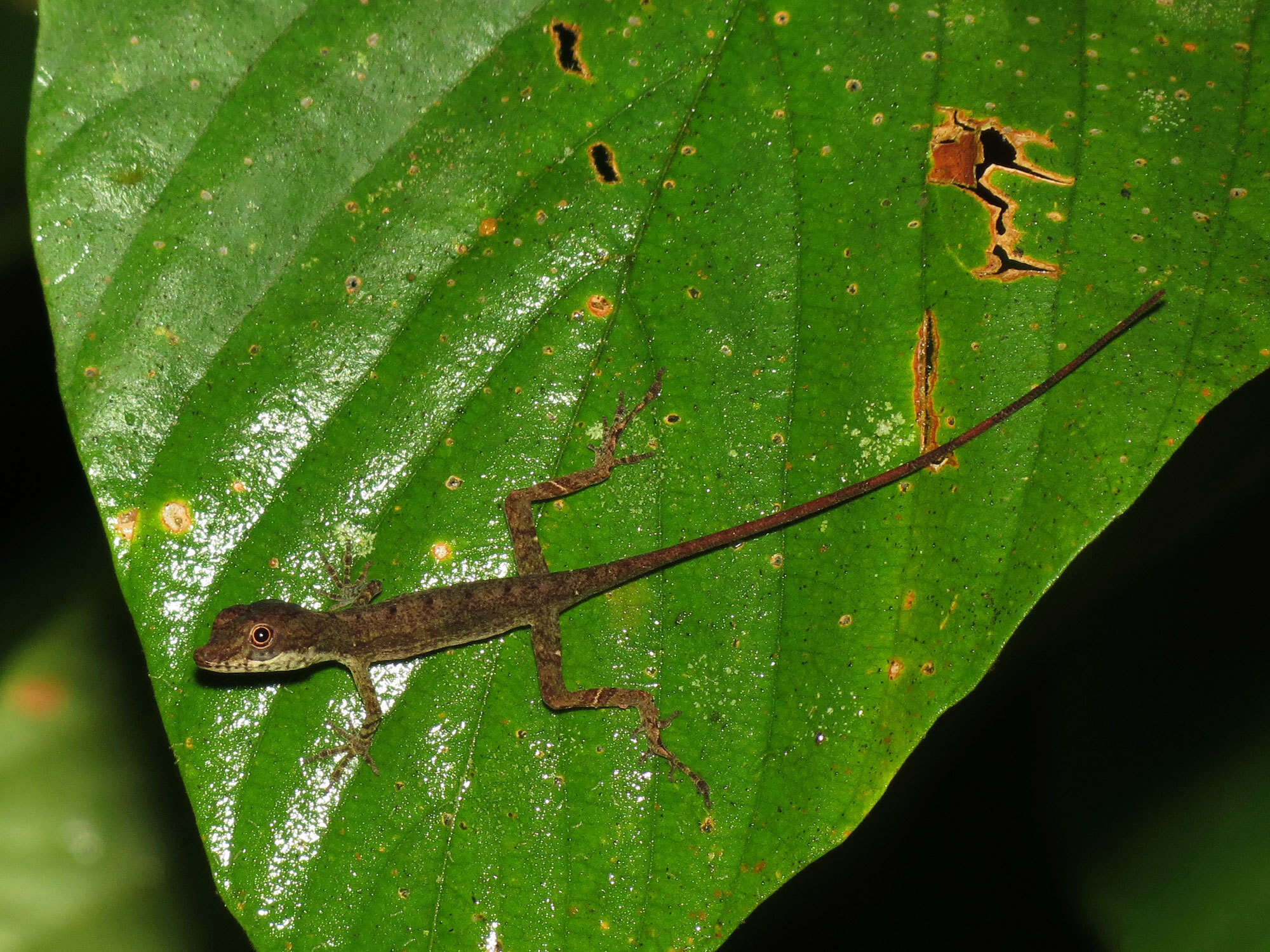 Image of Anolis apletophallus Köhler & Sunyer 2008