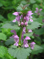 Image of spotted dead-nettle