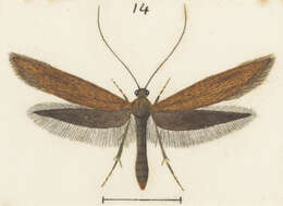 Image of Pantosperma holochalca Meyrick 1888