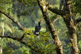 Image of Wrinkled Hornbill