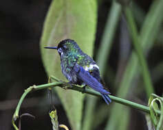 Image of Green Thorntail