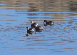 Image of Least Grebe