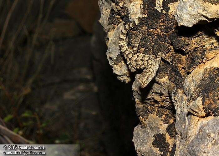 Image of Iranian Gecko