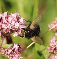 Image of giant tachinid fly