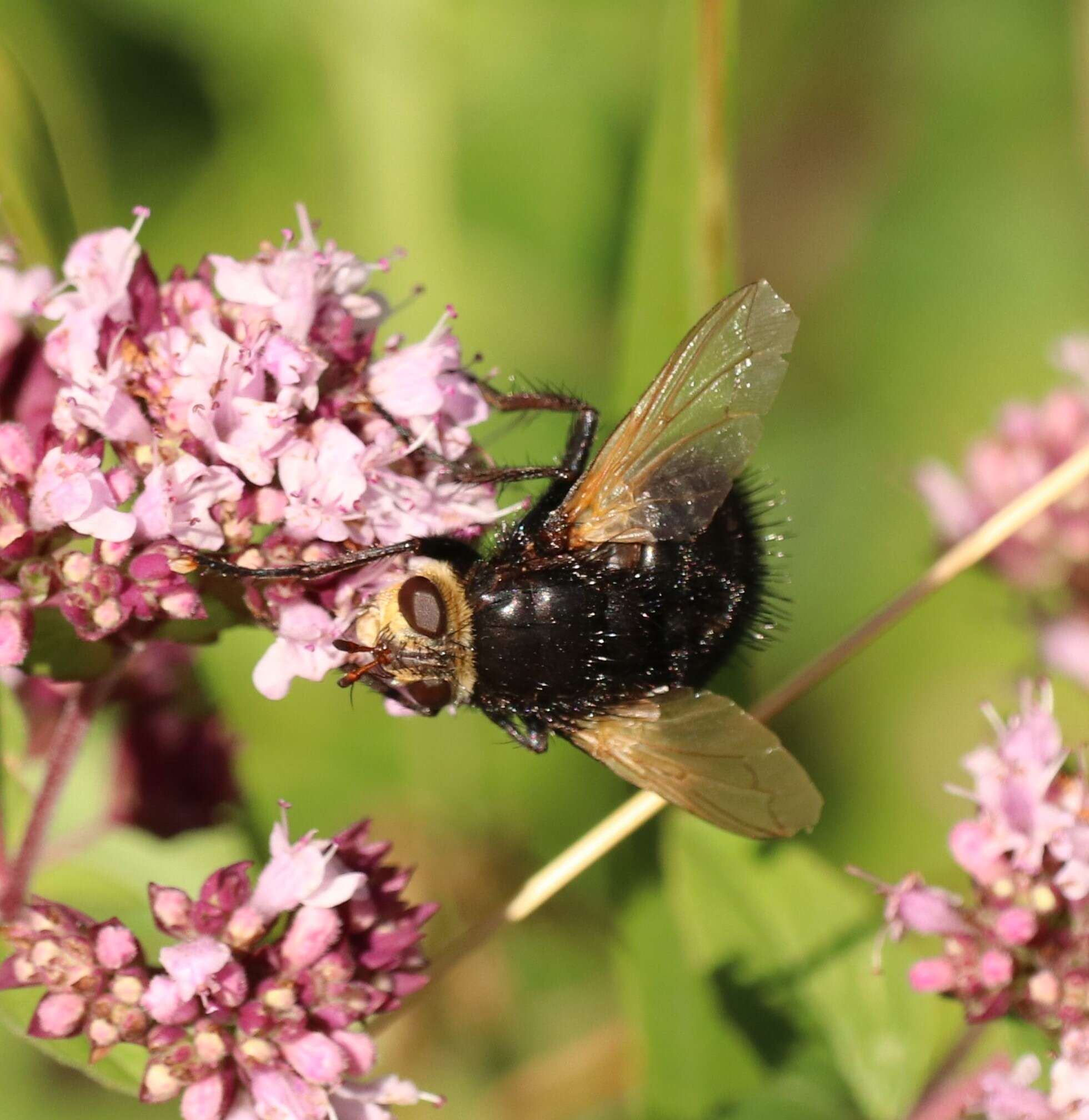 Image of giant tachinid fly