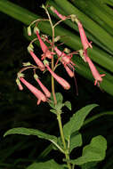 Image of Cape-fuchsia