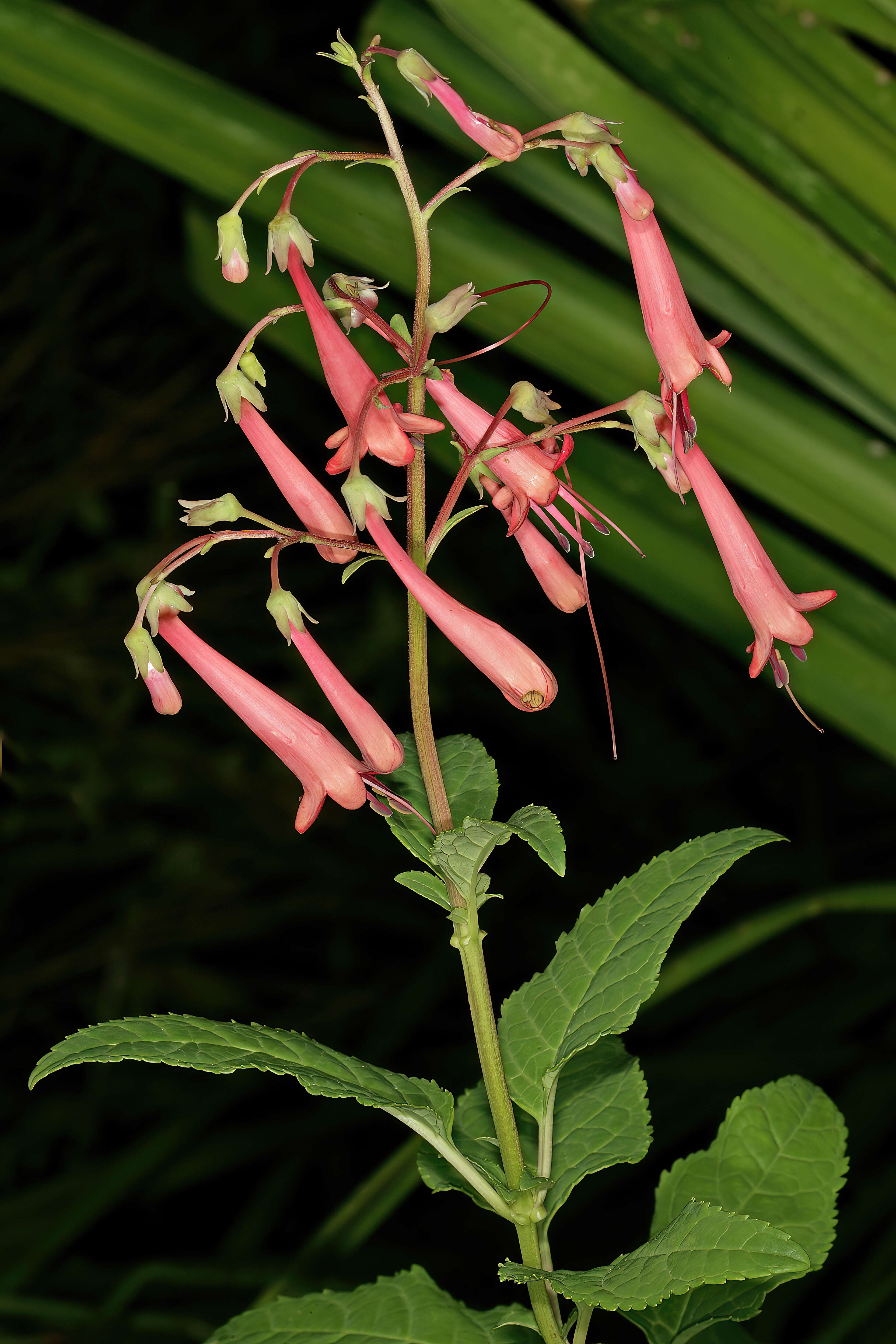 Image of Cape-fuchsia