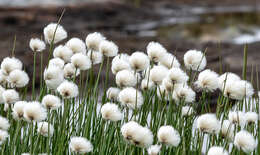 Plancia ëd Eriophorum scheuchzeri Hoppe