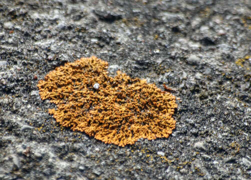 Image of elegant orange wall lichen