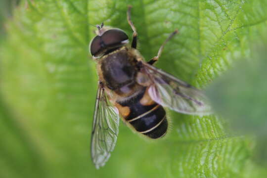 Image of <i>Eristalis nemorum</i>