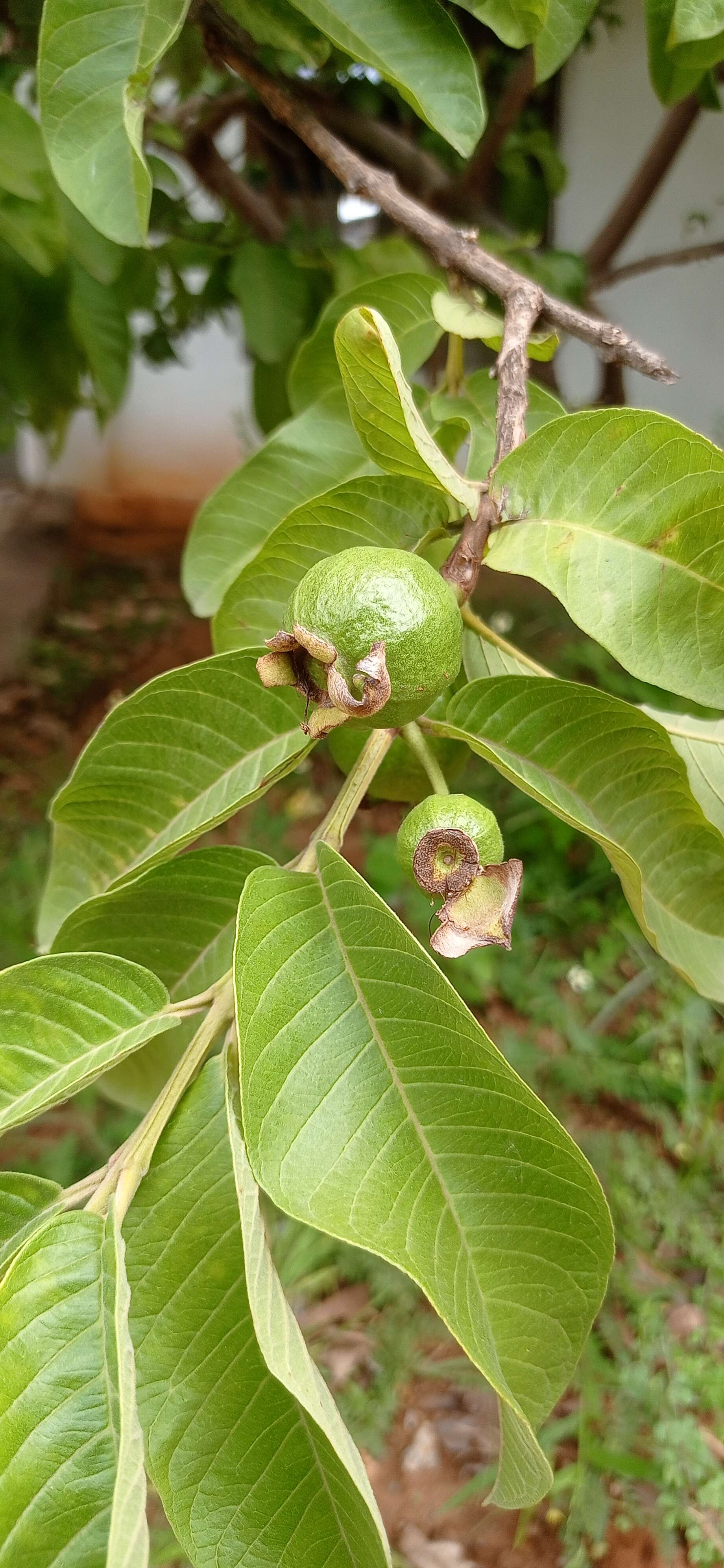 Image of guava