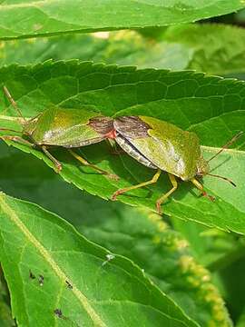 Image of Green shield bug