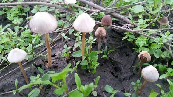 Image of Psathyrella bipellis (Quél.) A. H. Sm. 1946