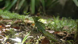 Image of Green Basilisk