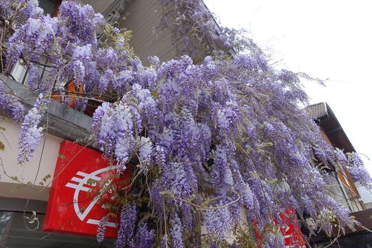 Image of wisteria