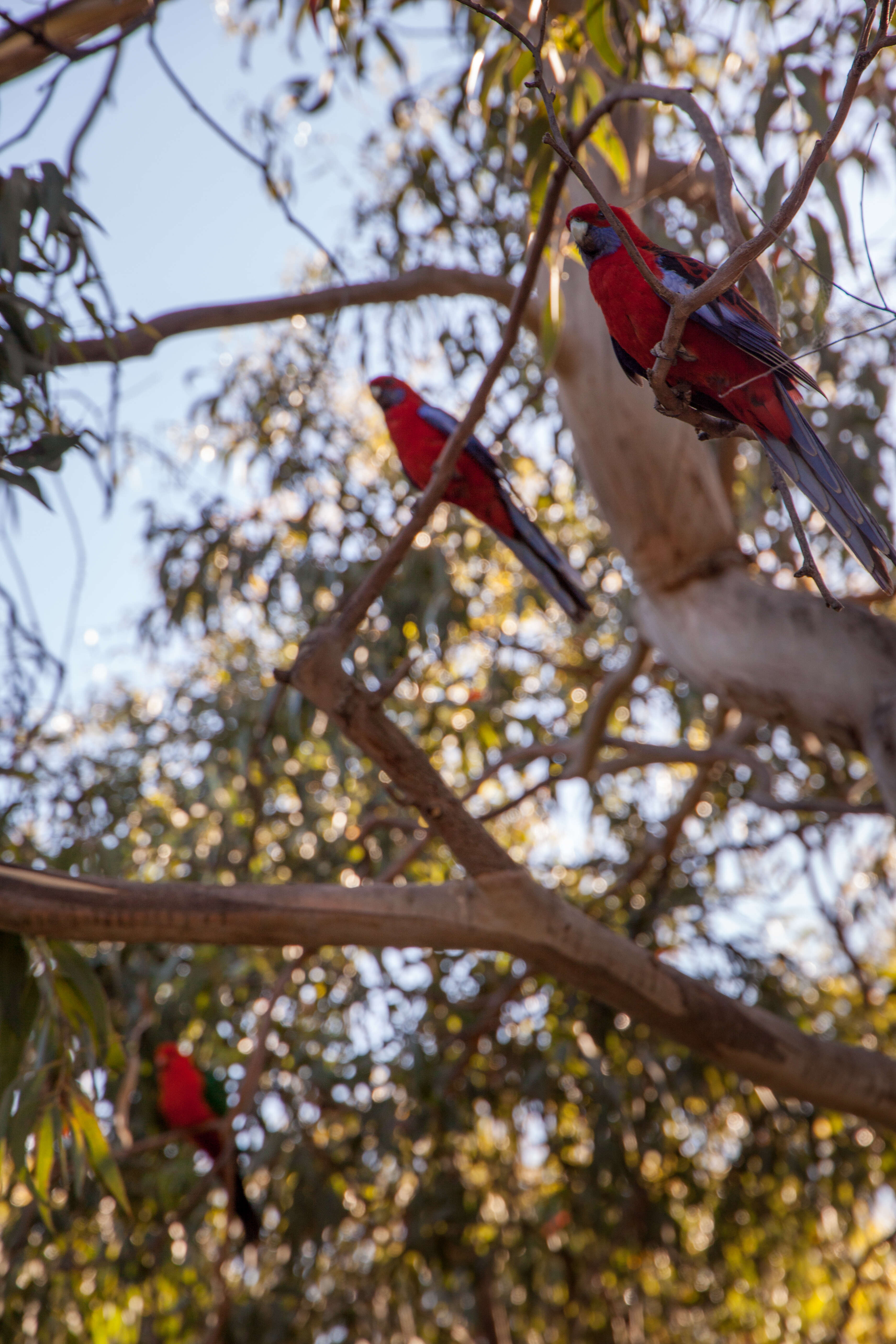 Image of Crimson Rosella