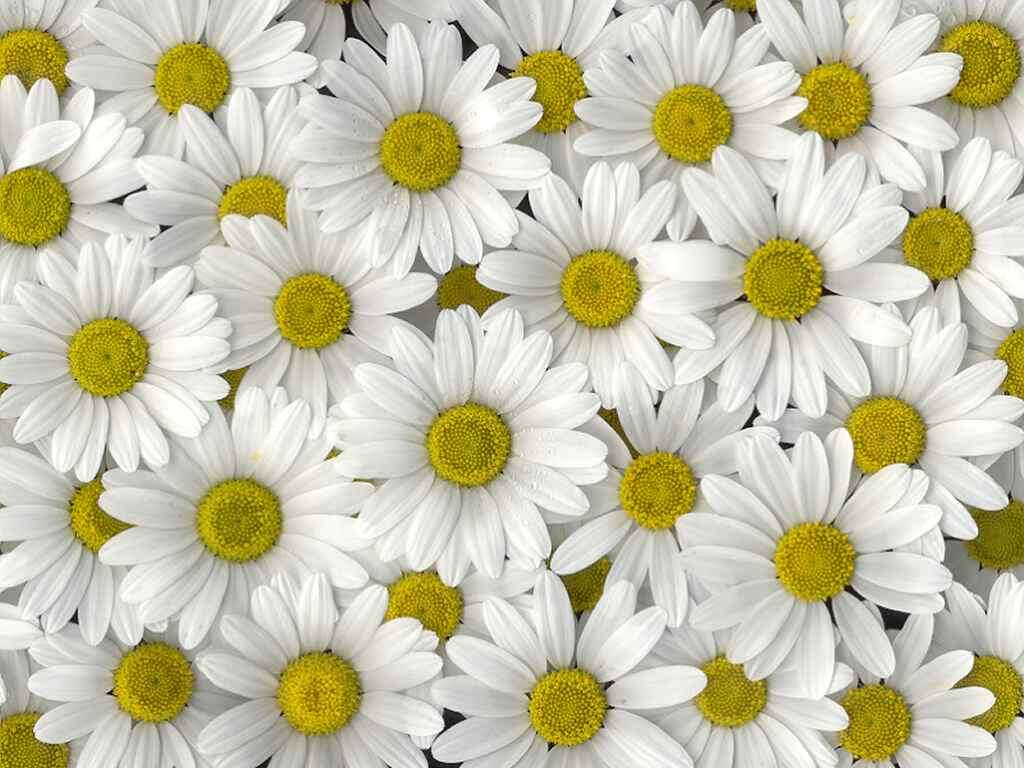 Image of daisy