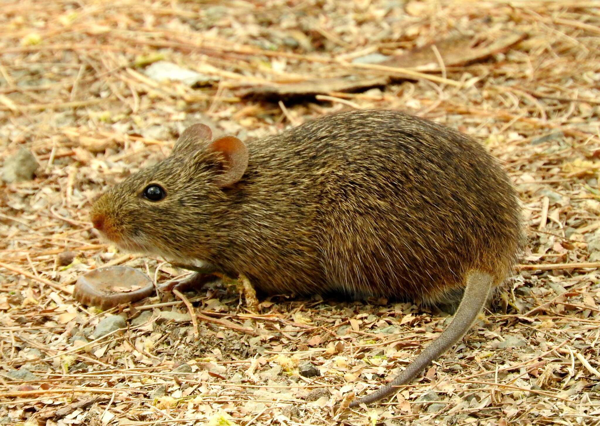 Image of Arizona cotton rat