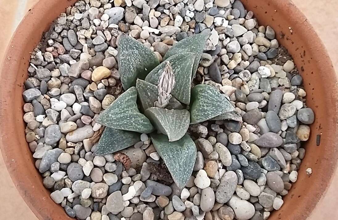 Слика од Haworthia pygmaea Poelln.