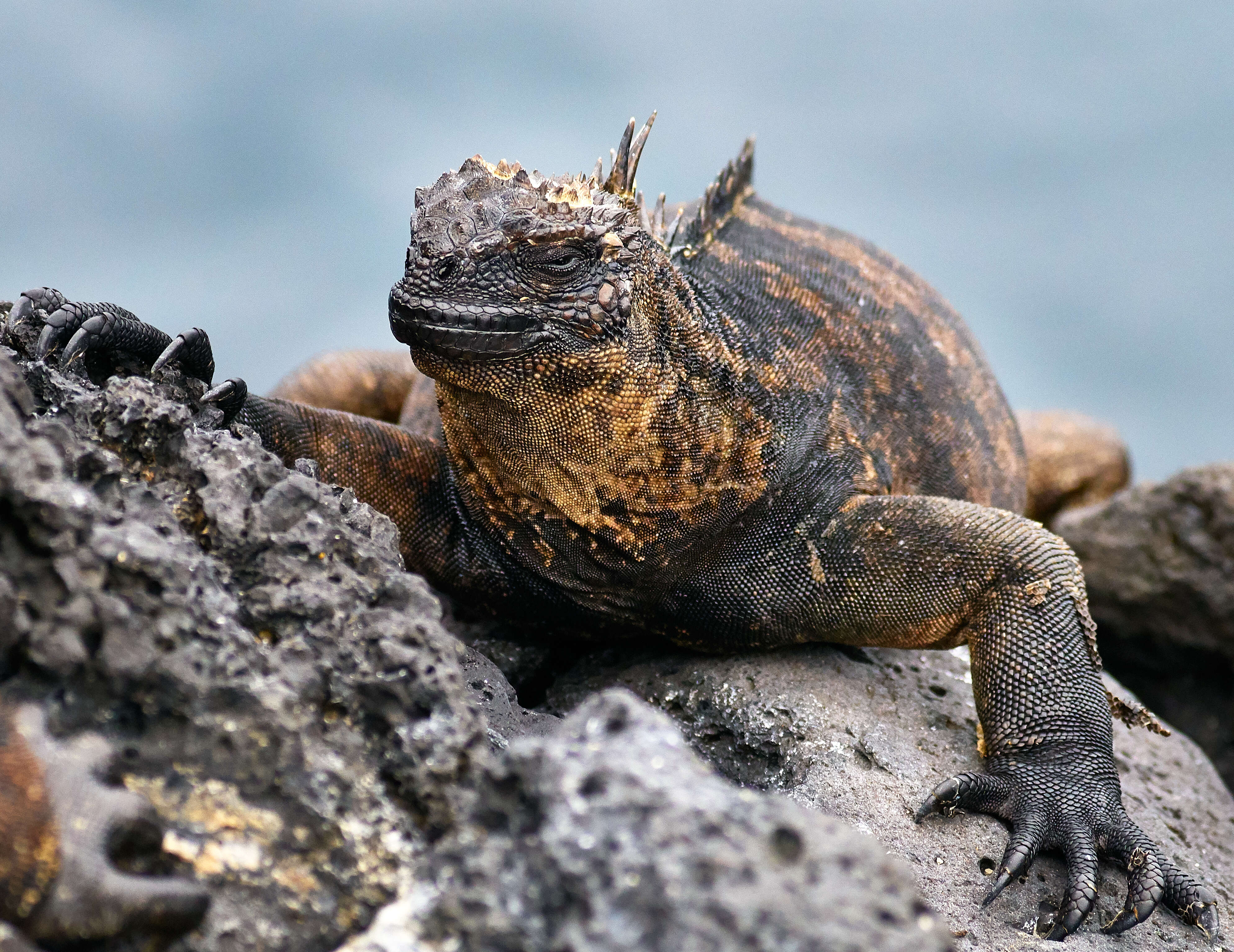 Image of marine iguana