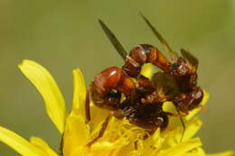 Image de Cylindromyia bicolor (Olivier 1811)