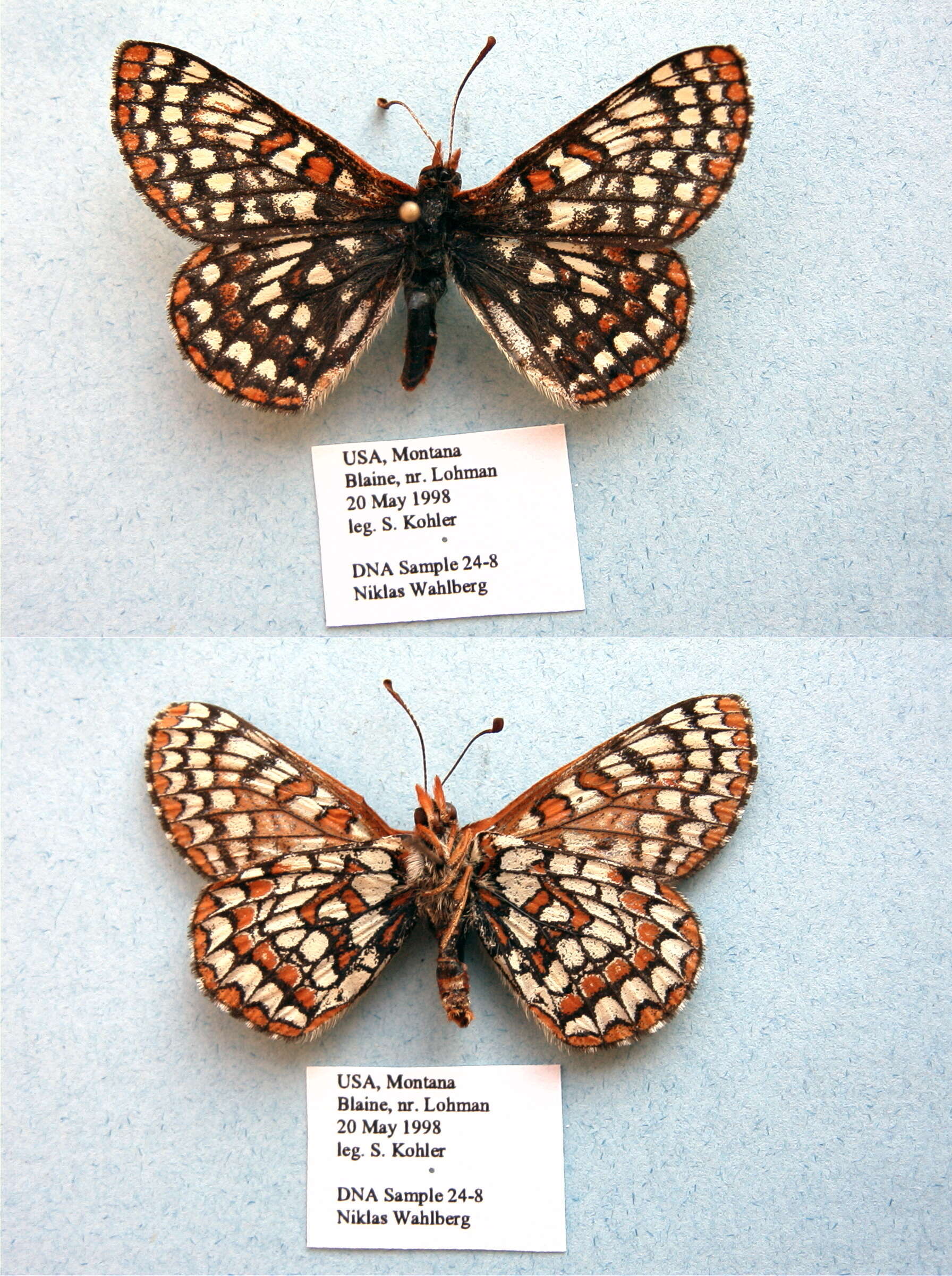 Image of Euphydryas anicia