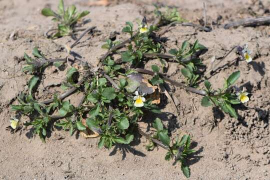 Слика од Viola arvensis Murray