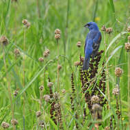 Image of Blue Grosbeak