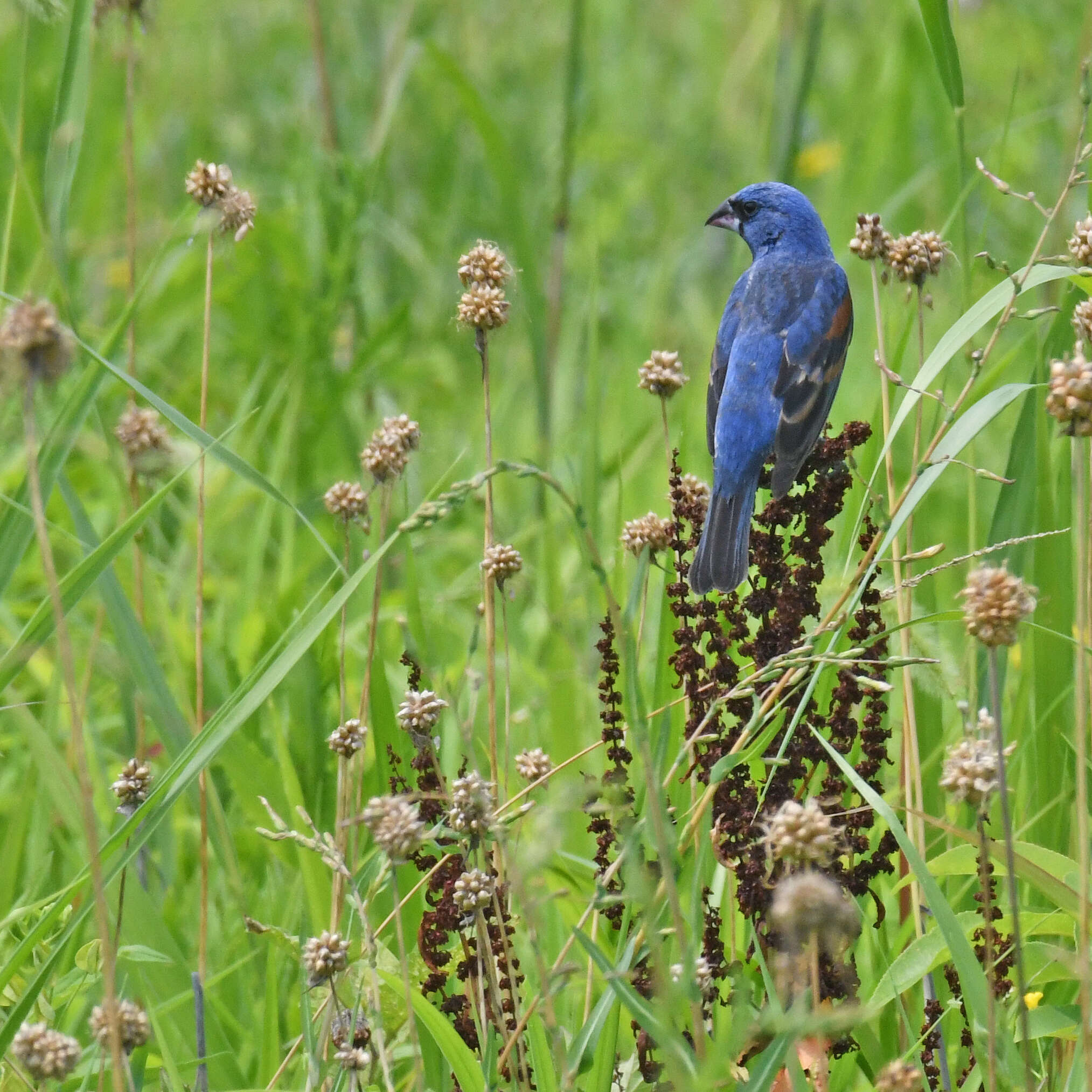 Image of Blue Grosbeak