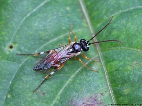 Image of Parasitoid wasp