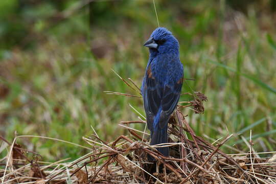 Image of Blue Grosbeak