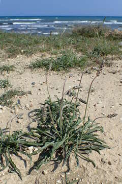 Plantago albicans L. resmi