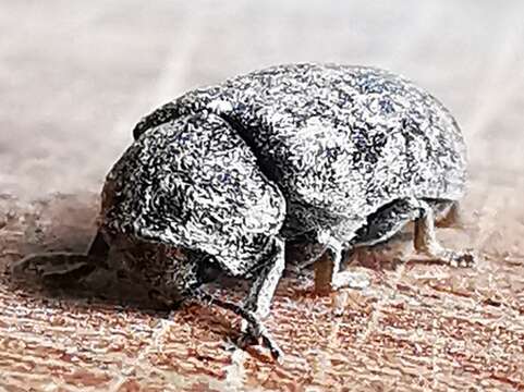 Image of Death watch beetle