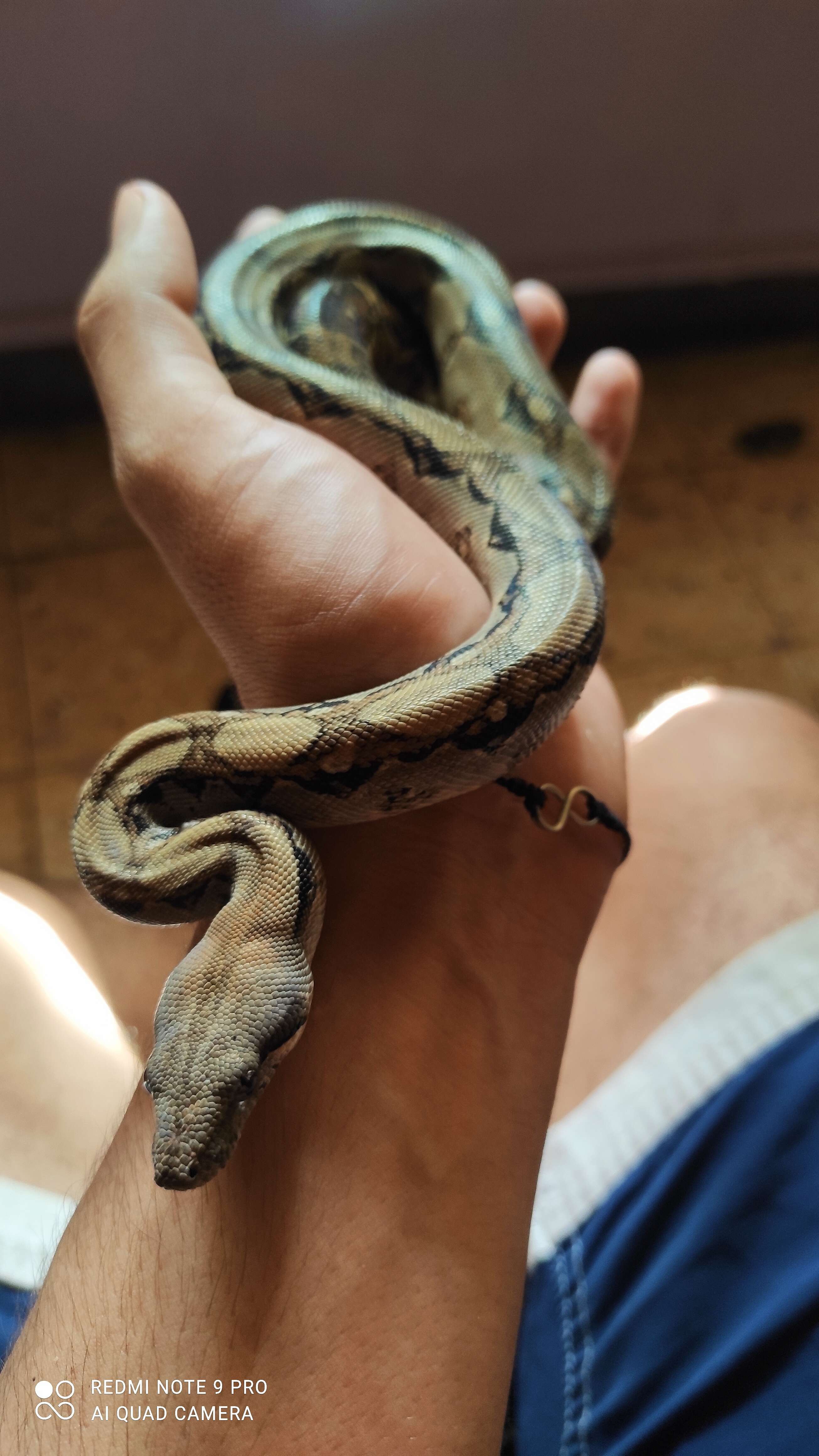 Boa constrictor Linnaeus 1758 resmi