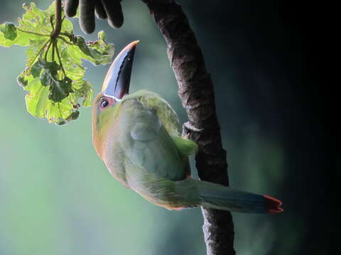 Image of Greyish-throated Toucanet