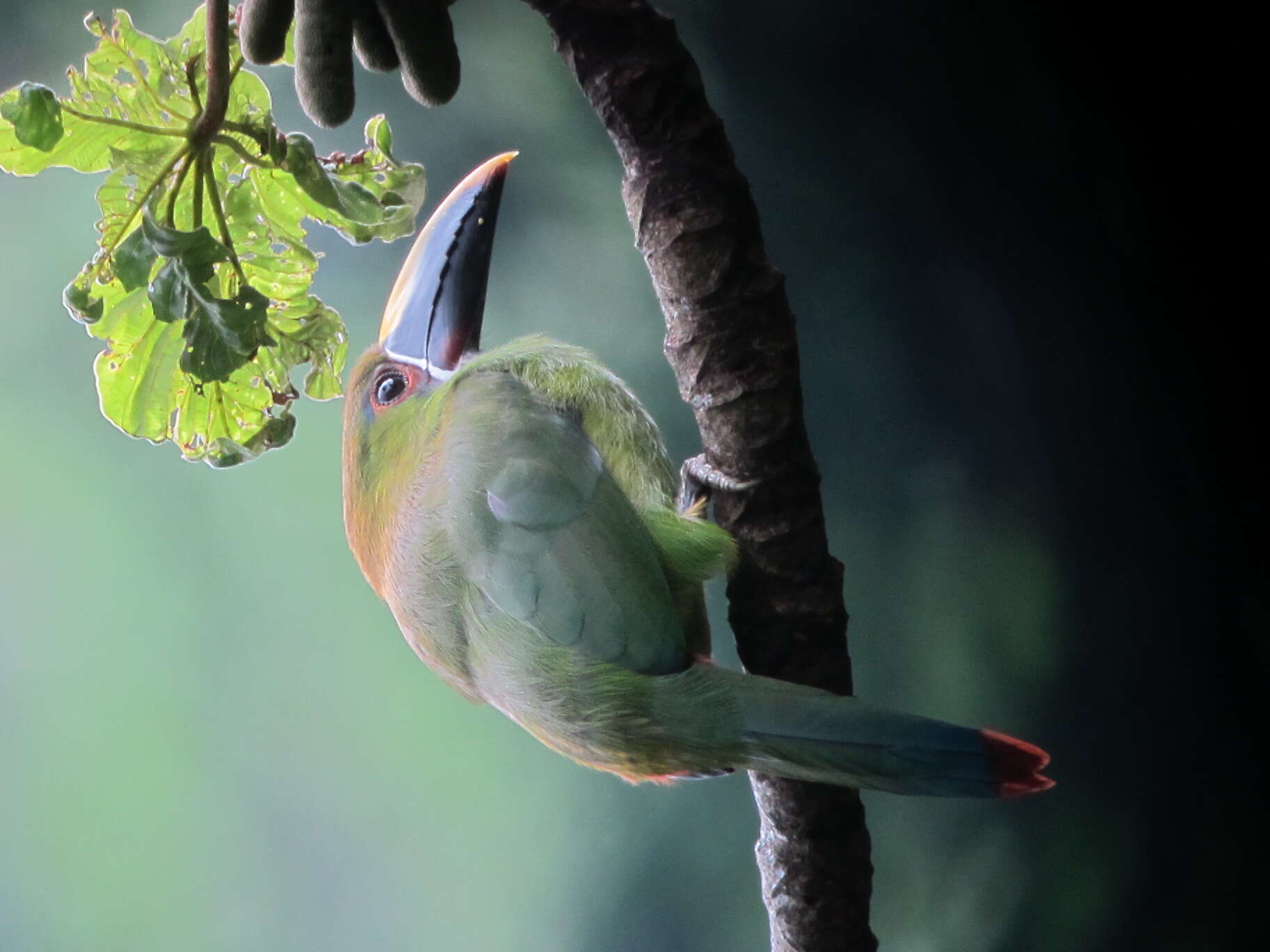 Imagem de Aulacorhynchus albivitta (Boissonneau 1840)