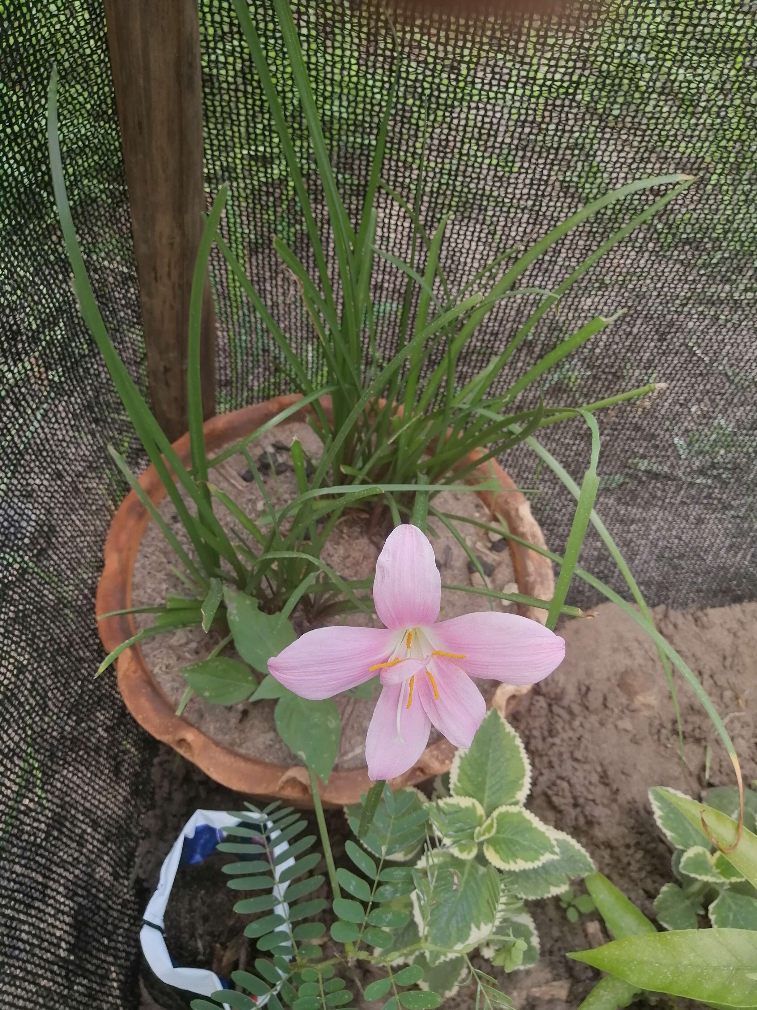 Zephyranthes carinata Herb. resmi