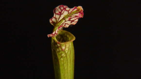 Image of crimson pitcherplant