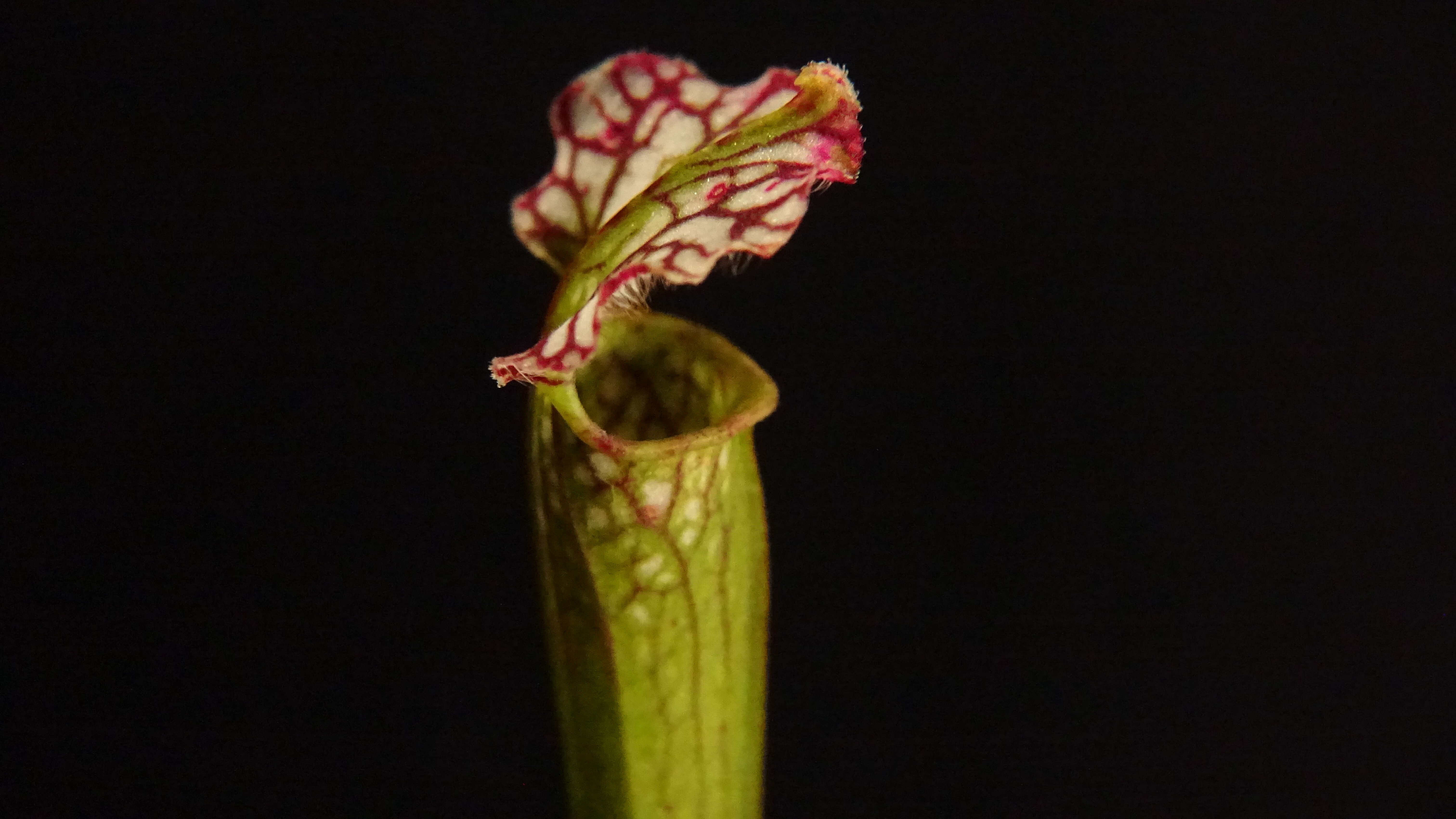 Image of crimson pitcherplant