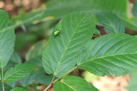 Image of Chrysocoris