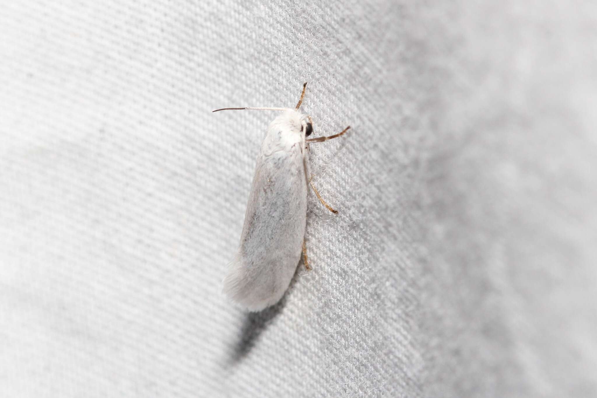 Image of Yucca Moth