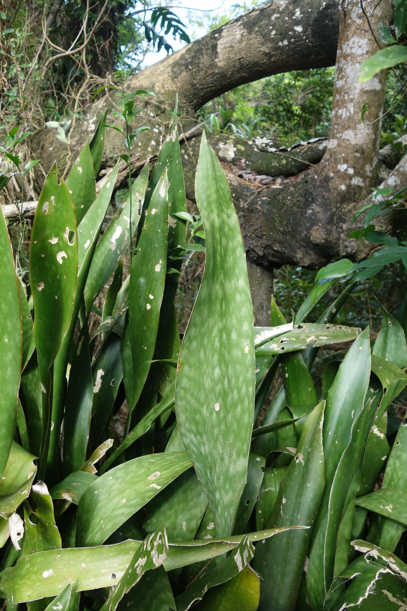 Image of viper's bowstring hemp