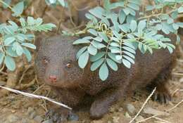 Image of Dwarf mongooses