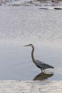 Image of Great Blue Heron